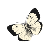 Inspiration Schmetterling