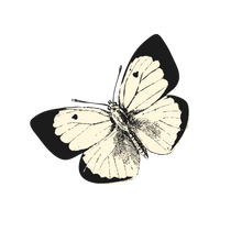 Inspiration Schmetterling