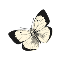 Inspiration Schmetterling
