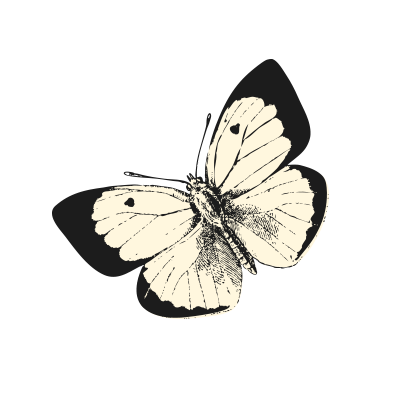 Inspiration Schmetterling