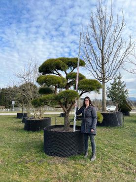 21297 - Pinus sylvestris 'Norske Typ' - S mB 225- 250