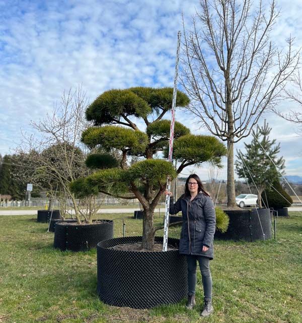 21297 - Pinus sylvestris 'Norske Typ' - S mB 225- 250