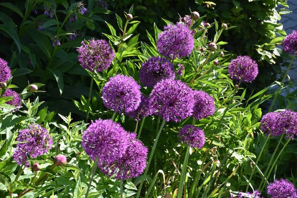 Mai Gartentipp 6