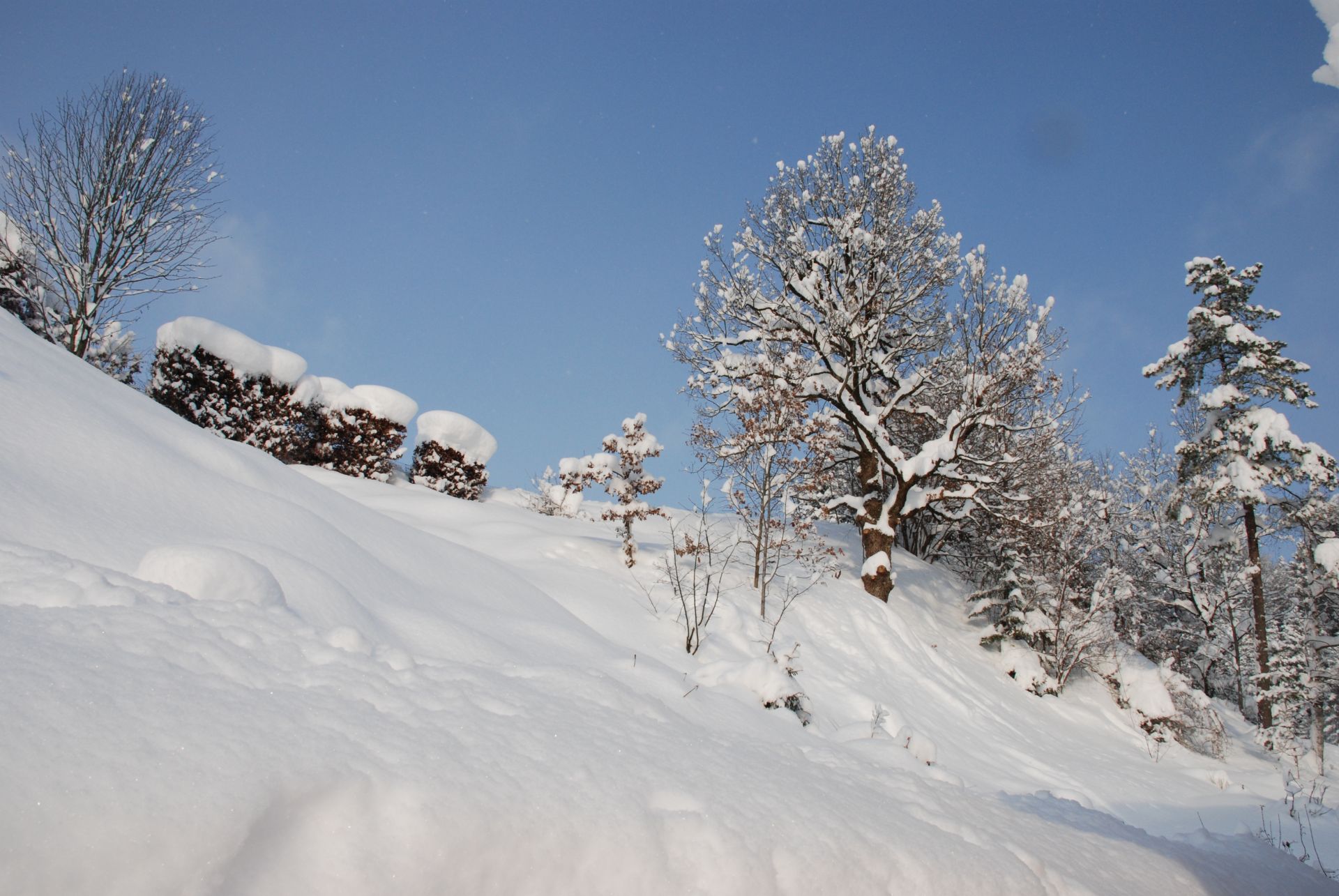 Dezember Gartentipp 2