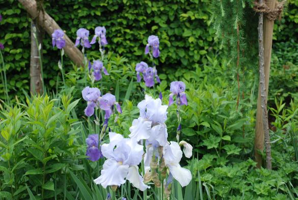 Mai Gartentipp 4