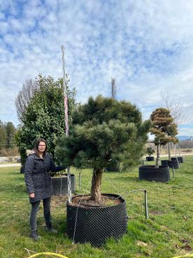 21203 - Pinus cembra Stamm - S