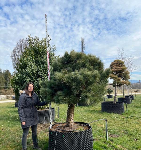 21203 - Pinus cembra Stamm - S