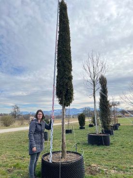 Thuja smaragd 'Medici' auf Stamm extra schlanke Säule H.m.B. 30- 35