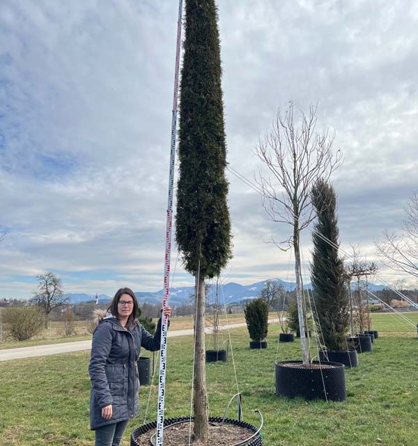Thuja smaragd 'Medici' auf Stamm extra schlanke Säule H.m.B. 30- 35