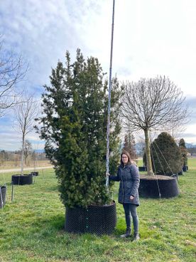 Taxus media 'Hicksii' Sol.Co 300- 350