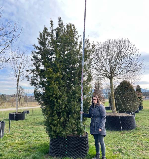 Taxus media 'Hicksii' Sol.Co 300- 350