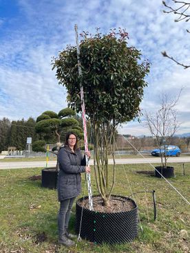 Photinia fraseri 'Red Robin' mB mehrstämmig 275- 300