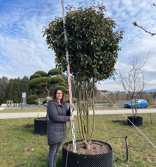 Photinia fraseri 'Red Robin' mB mehrstämmig 275- 300