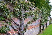 Obstbaum Mauer