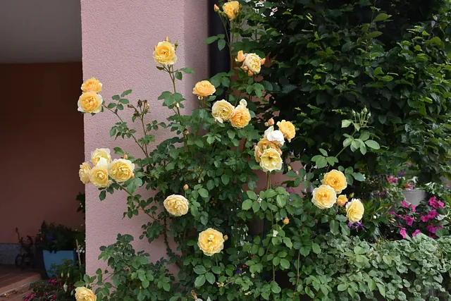 August Gartentipp 1
