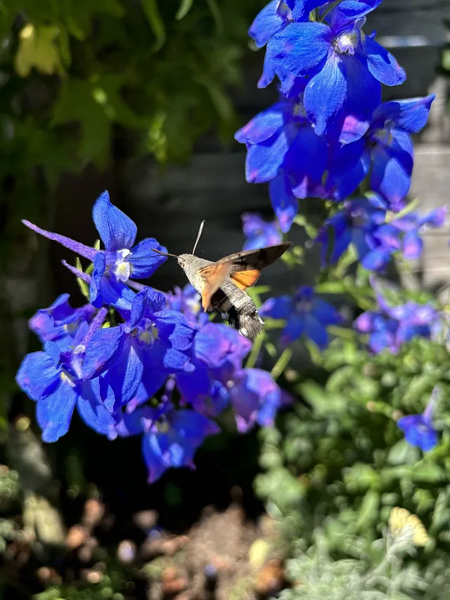 Juni Gartentipp 3
