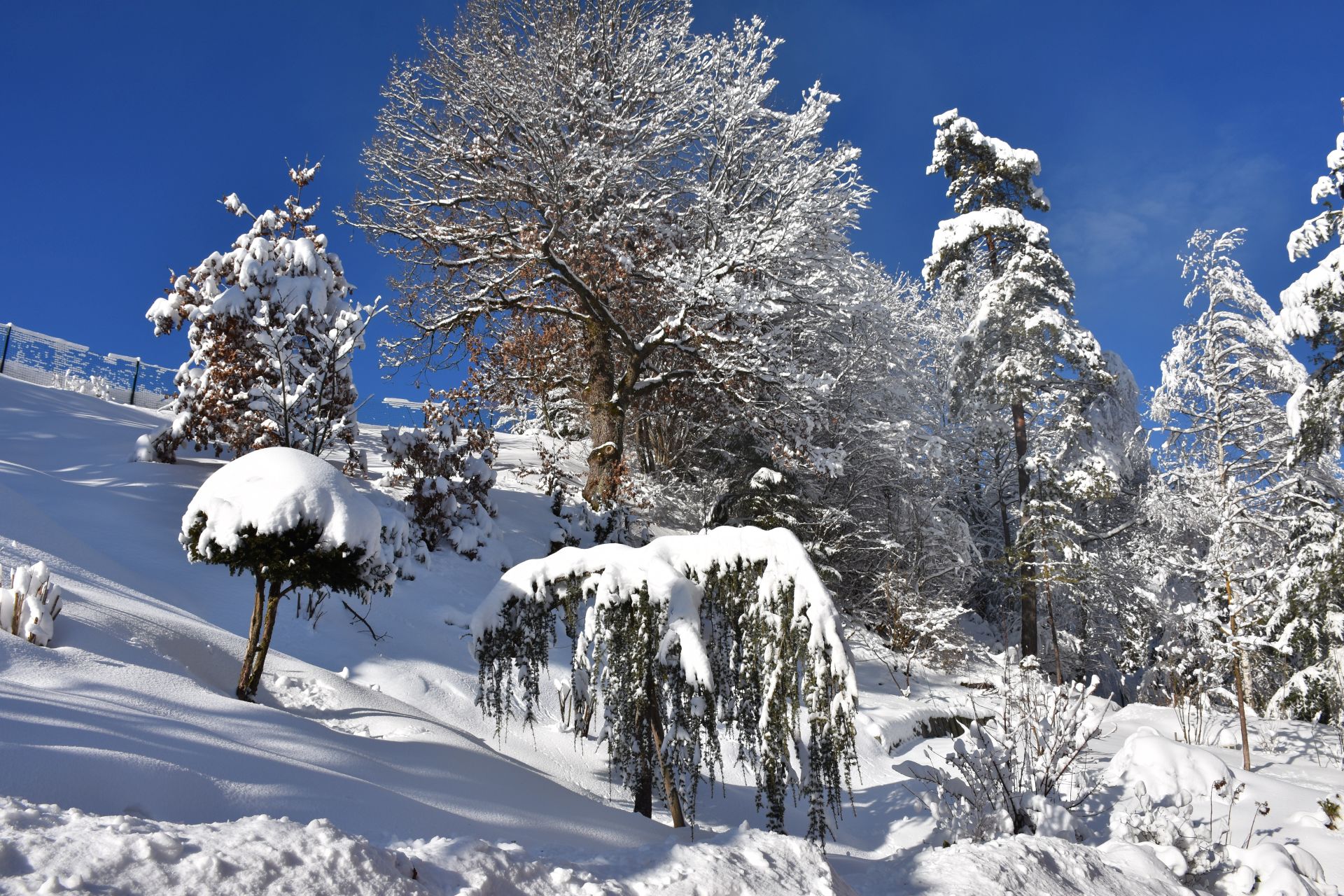 Dezember Gartentipp 3