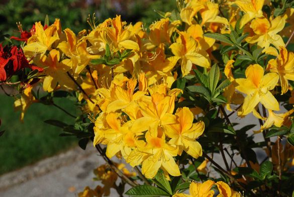 Mail Gartentipp 1
