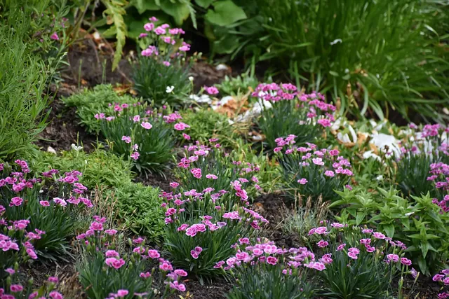 August Gartentipp 4
