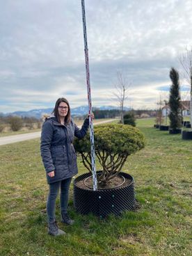 21282 - Pinus mugo Mops Schirm - B Co 90- 100
