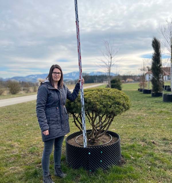 21282 - Pinus mugo Mops Schirm - B Co 90- 100