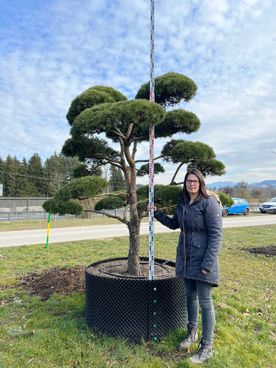 43393 - Pinus sylvestris 'Norske Typ' - S mB 225- 250