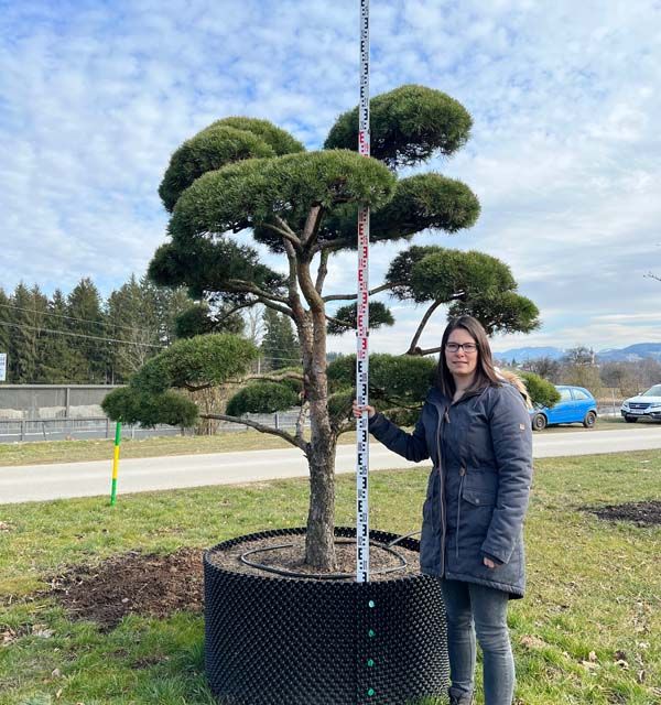 43393 - Pinus sylvestris 'Norske Typ' - S mB 225- 250