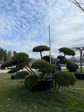 21459 - Pinus mugo mughus - B mB Bonsai - 200