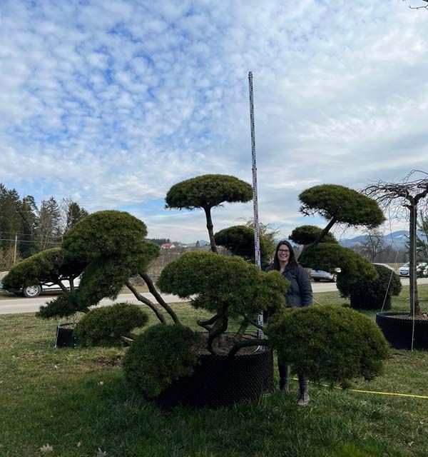 21459 - Pinus mugo mughus - B mB Bonsai - 200