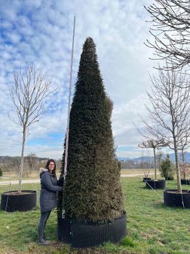 Taxus baccata Kegel.mB 450- 475