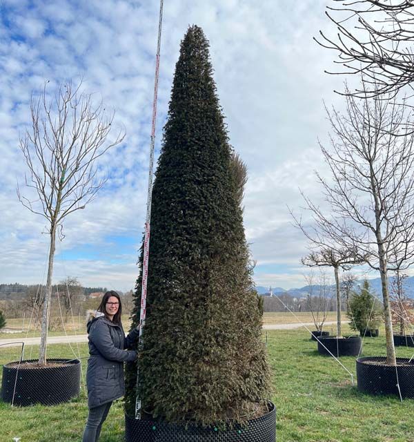 Taxus baccata Kegel.mB 450- 475
