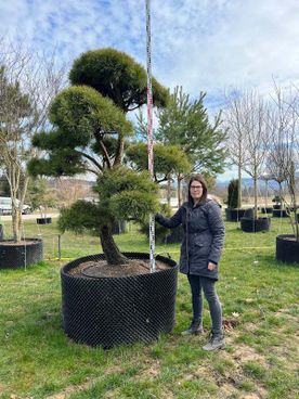 21486 - Pinus sylvestris Bonsai - B