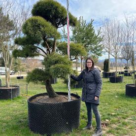 21486 - Pinus sylvestris Bonsai - B