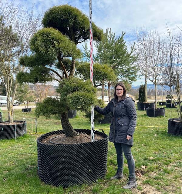 21486 - Pinus sylvestris Bonsai - B