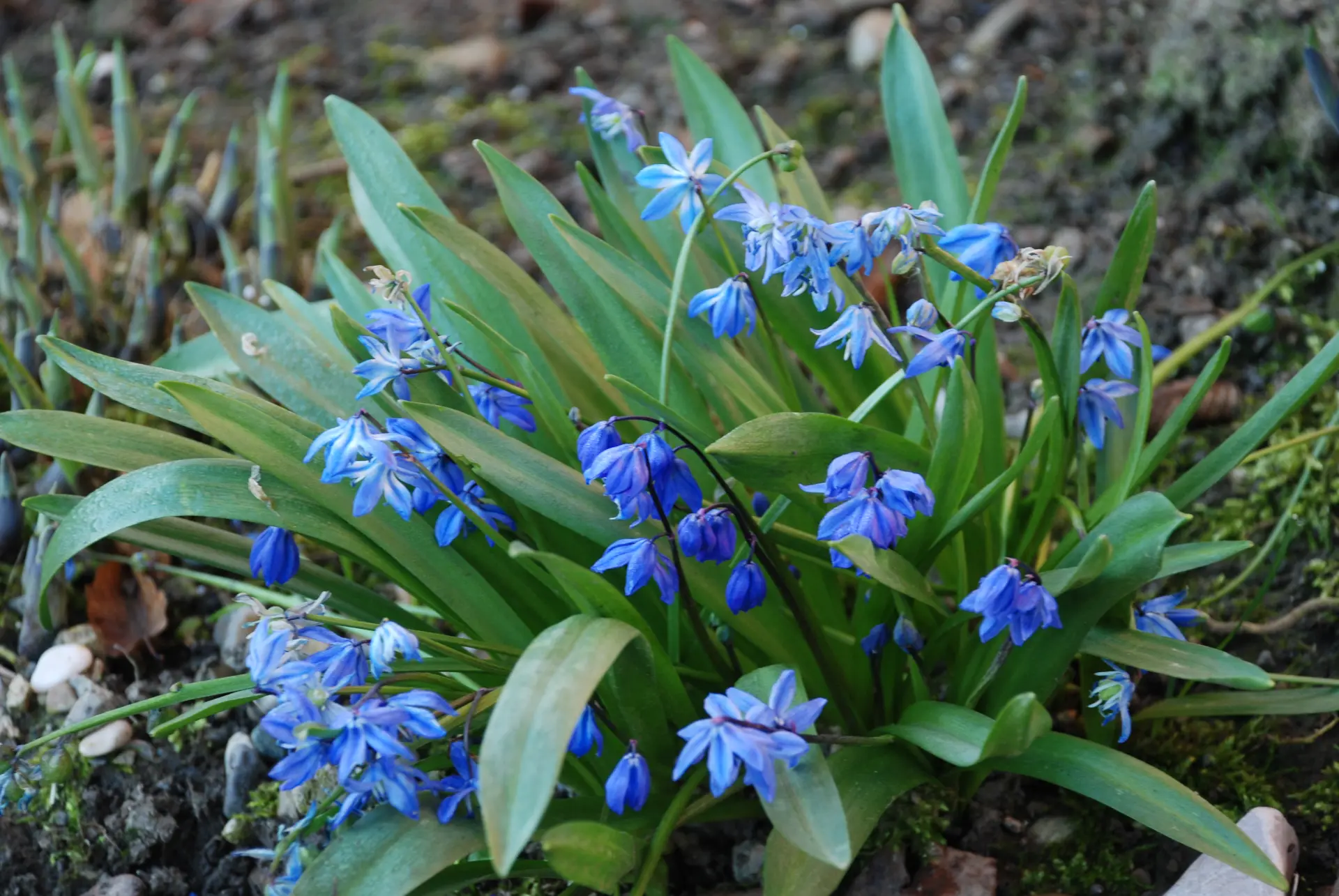 März Gartentipp 1