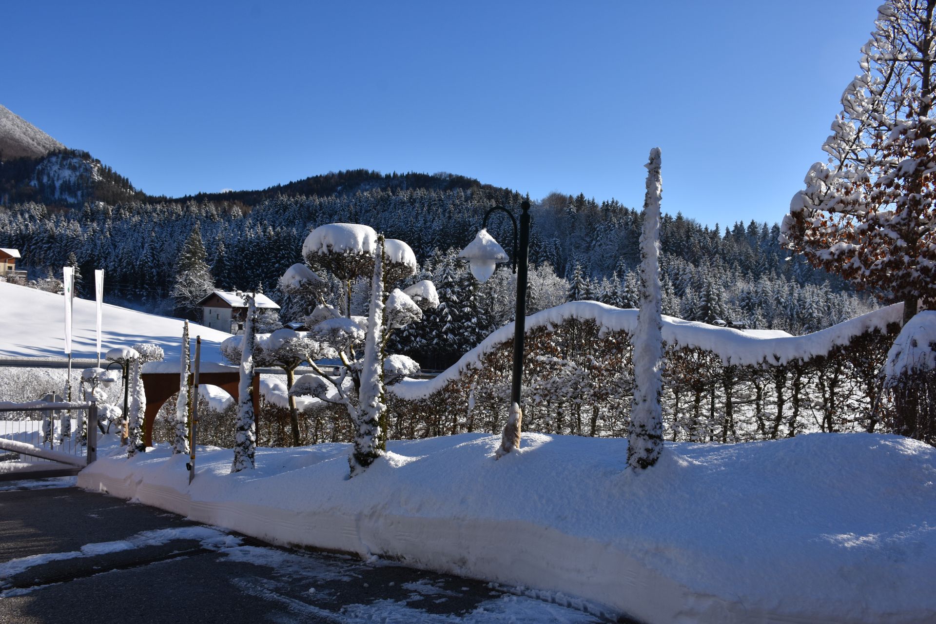 Dezember Gartentipp 6