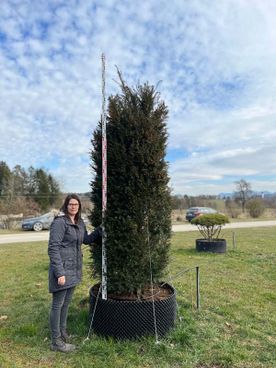 Taxus baccata mB Heckenware 1A 275-300