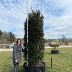Taxus baccata mB Heckenware 1A 275-300