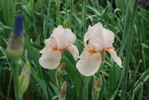 Mai Gartentipp 3
