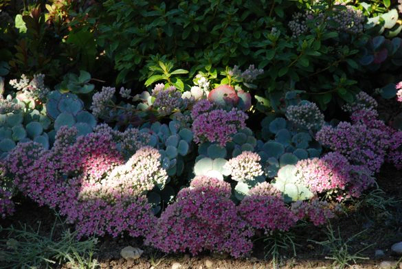 September Gartentipp 5