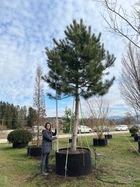 Pinus nigra ssp.nigra Ho.Co 45- 50