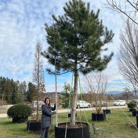 Pinus nigra ssp.nigra Ho.Co 45- 50