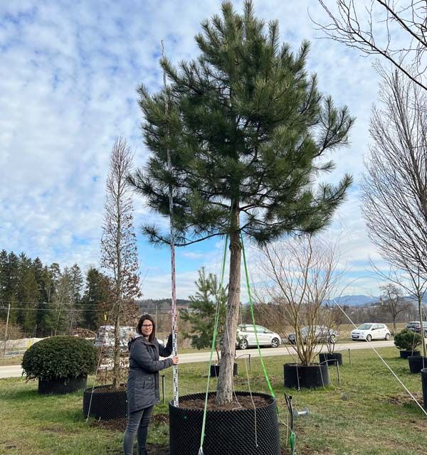 Pinus nigra ssp.nigra Ho.Co 45- 50
