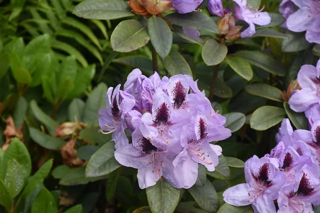 Mai Gartentipp 5