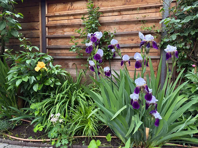 Mai Gartentipp 7