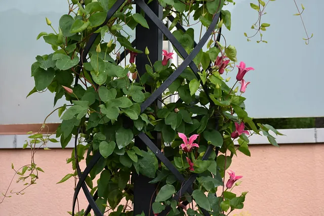 August Gartentipp 3