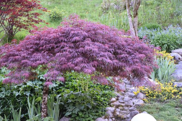 Mai Gartentipp 5