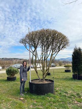 21471 - Cornus mas - B mB Schirm mehrstämmig