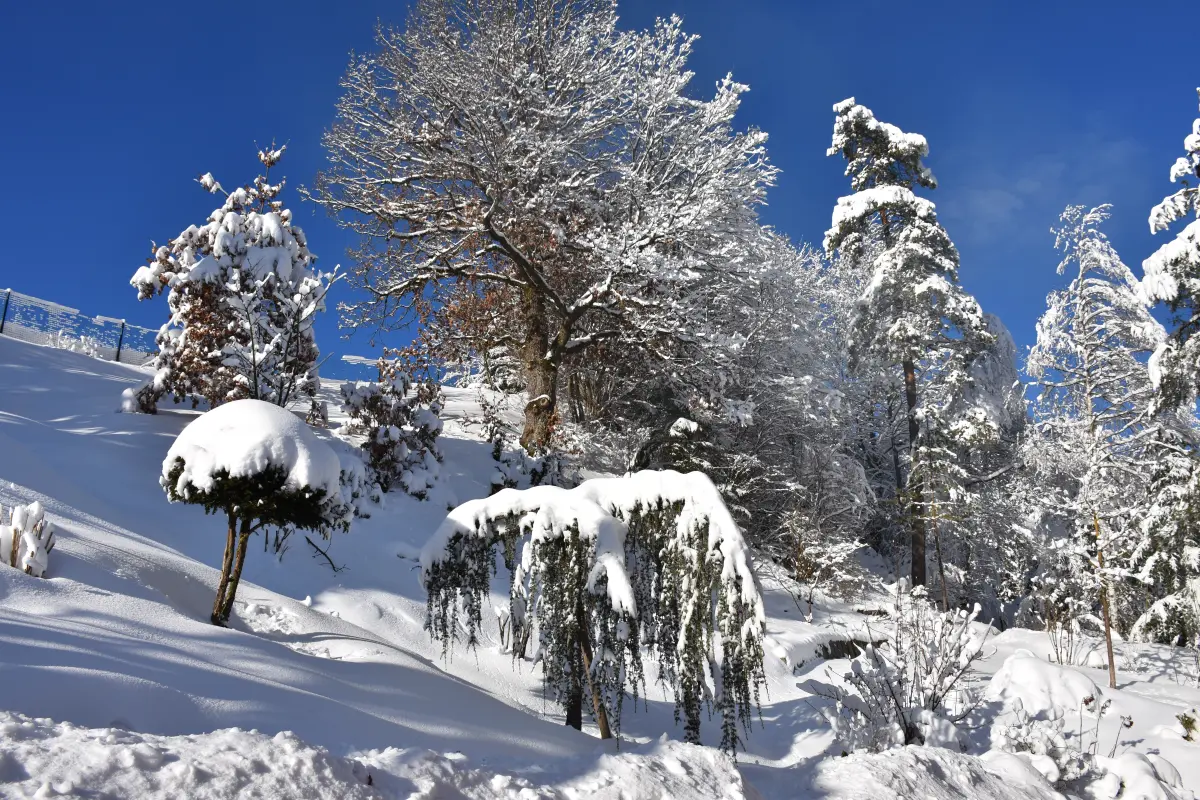 November Gartentipp 3