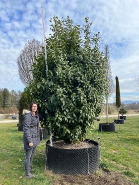 Prunus lauroc.'Genolia' -R- extra breit Co 350-400